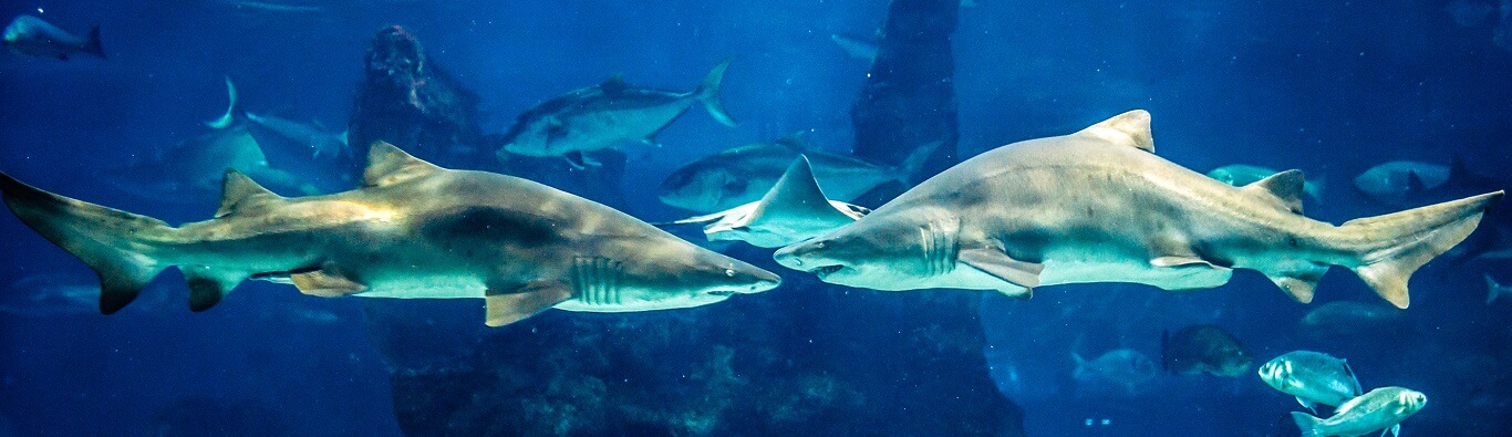 cabecera aquarium